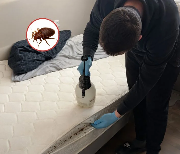 Technicien traitant un matelas contre les punaises de lit à Nézel